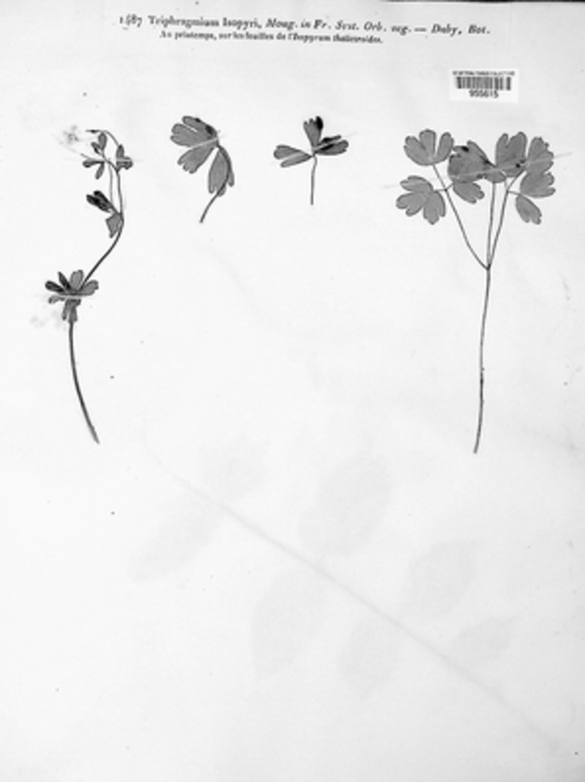 Triphragmiopsis isopyri image